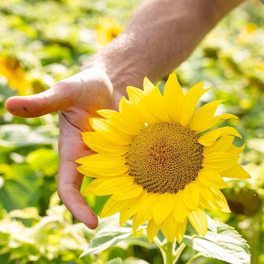 Sonnenblumen: Feldversuch mit Recyclingdünger